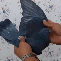 کفتر پررشی|پرنده|ایوان, |دیوار