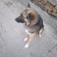 سگ ژرمن+|سگ|تربت‌حیدریه, باغ سلطانی|دیوار