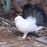 کبوتر زینتی دم چتری سفید مهر پا پر|پرنده|اسلامشهر, شهرک واوان|دیوار