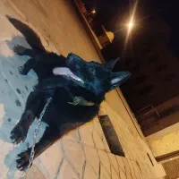 سگ ژرمن ماده|سگ|اشکذر, |دیوار