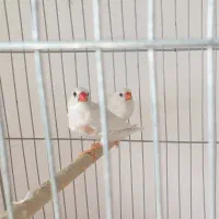 جفت فنچ و مرغ عشق|پرنده|زرقان, |دیوار