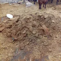 بارگوسفند