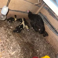 سه عدد اردک اسرائیلی با یک عدد بقلمون|حیوانات مزرعه|تالش, جوکندان|دیوار