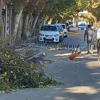 هرس و شاخه های اضافی درخت و مو انگور|خدمات باغبانی و درختکاری|بروجرد, |دیوار