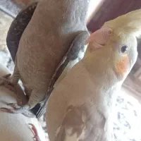 جوجه عروس هلندی سالم و دون خور یک ماهه