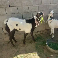 نر بزپنجاب فروشی|حیوانات مزرعه|پسکوه, |دیوار