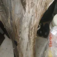 چوب گردو جهت مجسمه سازی