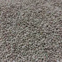 لوبیا ریز آشی