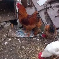 مرغ و خروس پاپر