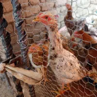 جوجه لاری فروشی