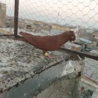 کبوتر پرنده.|پرنده|اقبالیه, |دیوار