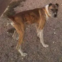 واگذاری سگ افغان گله ای ونگهبان|سگ|راور, |دیوار