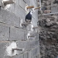 کبوتر شازده|پرنده|رودهن, |دیوار