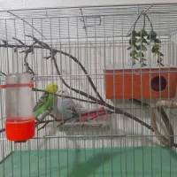 مرغ عشق رنگین کمانی و هلندی مولد تضمینی|پرنده|ارومیه, |دیوار