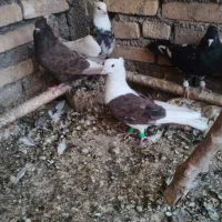 کبوتر حمیدیه