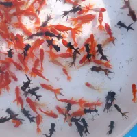 ماهی قرمز  شب عید|ماهی|ساری, |دیوار