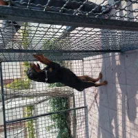 سگ روتوایلر یک ساله ماده