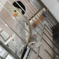 عروس هلندی اهویی