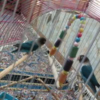 کوتوله برزیلی