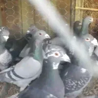 کفتر پلاکی همه شهرستانی