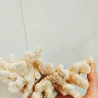 مرجان شاخ گوزنی|ماهی|سرپل ذهاب, |دیوار