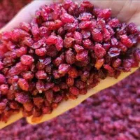 زرشک اعلاء بهار