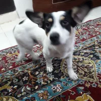 سگ گمشده|سگ|اهواز, کمپلو جنوبی|دیوار