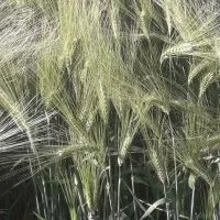 ۶ هکتار و نیم زمین کشاورزی آبی