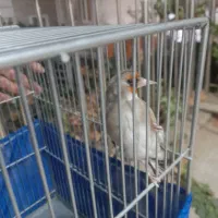 سهره کرمونی نر حربه دار|پرنده|قرچک, مهدیه|دیوار
