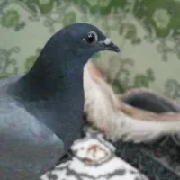 یه جوجه سبز نر