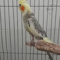 سه عدد پرنده نژاد دار سالم ...