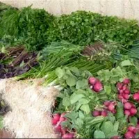 گل کلم زیر قیمت مشهد|خوردنی و آشامیدنی|مشهد, امیر آباد|دیوار