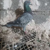 کفتر