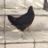 مرغ و خروس گلین|حیوانات مزرعه|انگوران, |دیوار