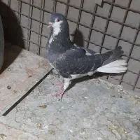 کفتر ماده *زره ای*