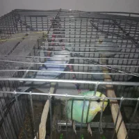 ۵ تا مرغ عشق