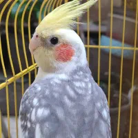 فروش عروس هلندی|پرنده|لاهیجان, رجایی|دیوار