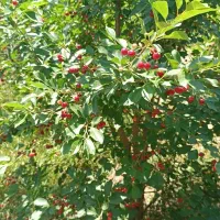 گیلاس و آلبالو