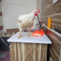 مرغ فروشی جمال /شستشو وقطعه بندی