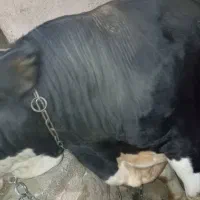 گاو نر قصابی|حیوانات مزرعه|دیواندره, |دیوار