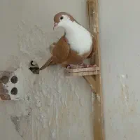 دوتا پرنده خوشگل
