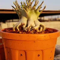 بهترین آدنیوم های حال حاضر دنیا