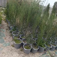 طاووسی سطل۱۰