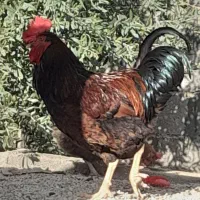 خروس ومرغ محلی