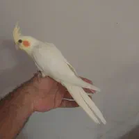 جفت مولد|پرنده|آفتاب, |دیوار