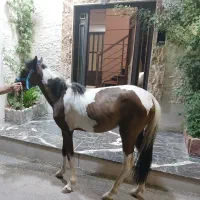 فروش اسب مادیون پونی ابلق
