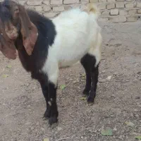 نر بز یک سال|حیوانات مزرعه|خنداب, |دیوار