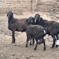 111111|حیوانات مزرعه|تربت جام, جامرود|دیوار