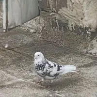 کبوتر رفتنی