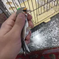 فروش سهره وسهره قناری وتعدادی قناری